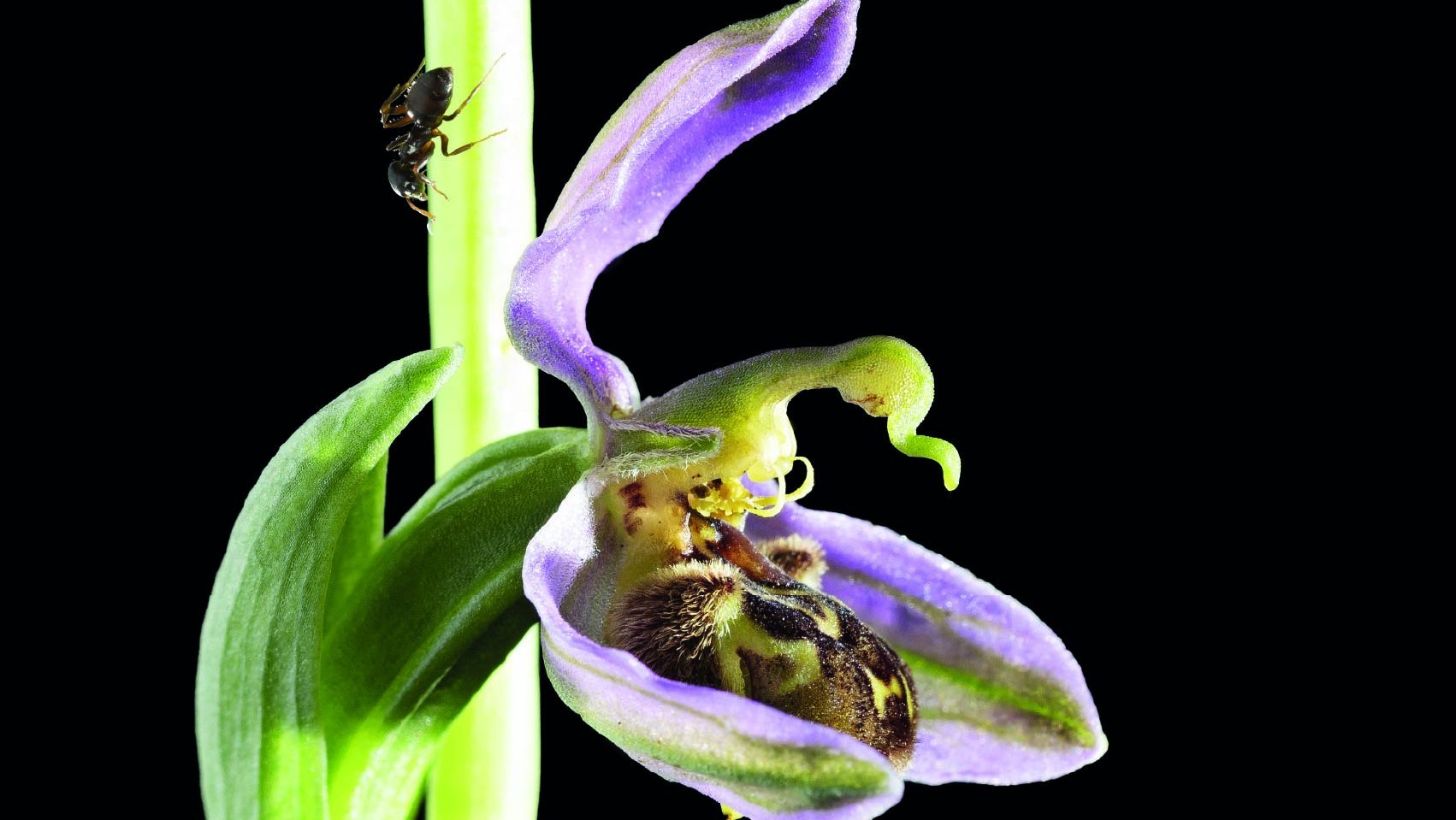 Foto: Tamara Schmidt Nahaufnahme einer Orchidee mit violetter Blüte und einem kleinen Insekt am Stängel